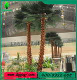 华盛顿棕榈树组-8米